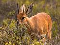 Bontebok Eating  S.A.